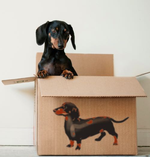 Dachshund perches in cardboard box that has dachshund stenciled on it